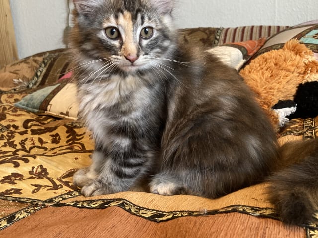 Norwegian Forest · Åkersberga · SE*Danzarin Cats