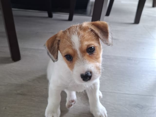 Jack russell terrier · Bjarkøy · Marita M.