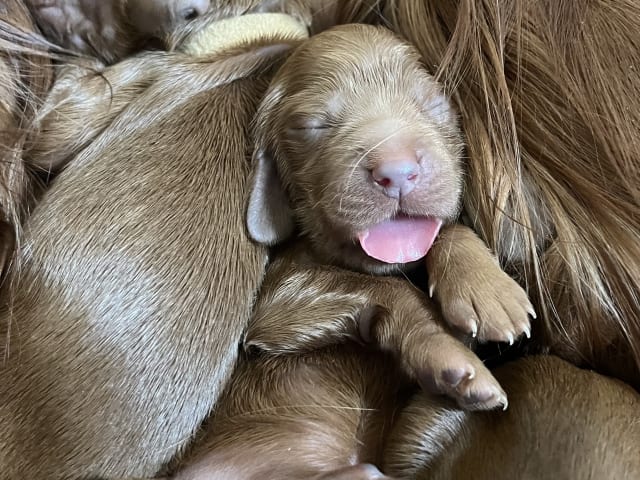 Irish Setter