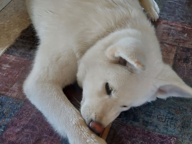 Akita inu · Dorotea · Krayon's kennel
