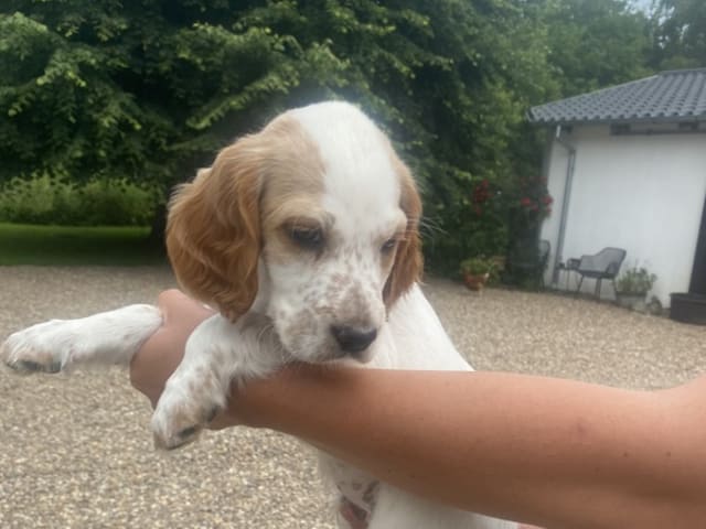 English Setter · Bramming · Dreamzikas