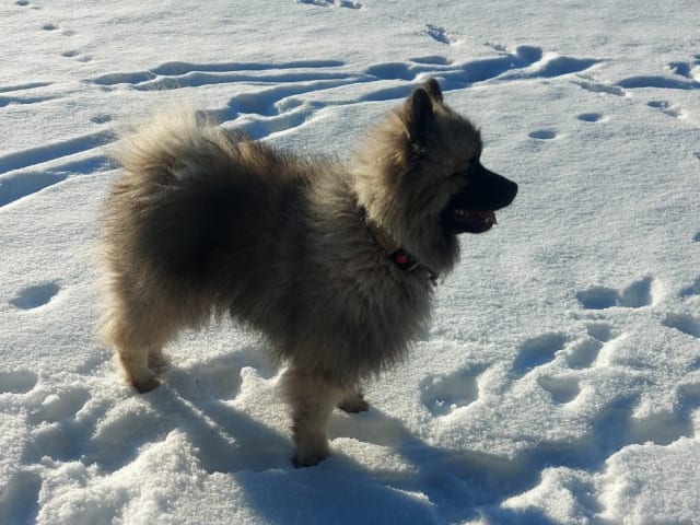 Keeshond
