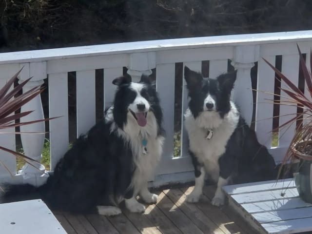 Border Collie · Hjørungavåg · Tor Atle Valderhaug