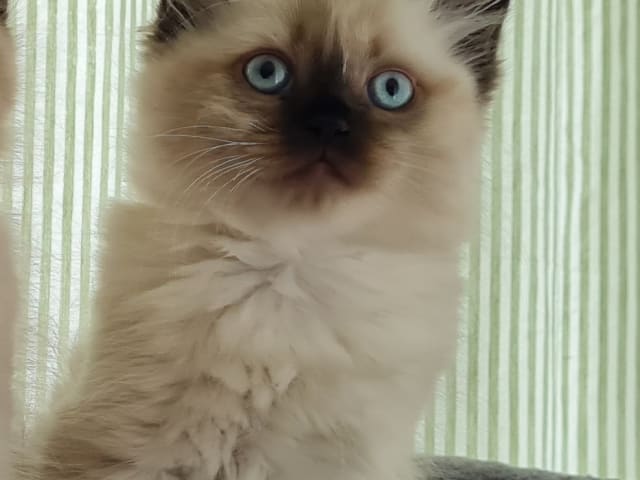 Ragdoll/Neva masquerade · Alunda · Annika S.