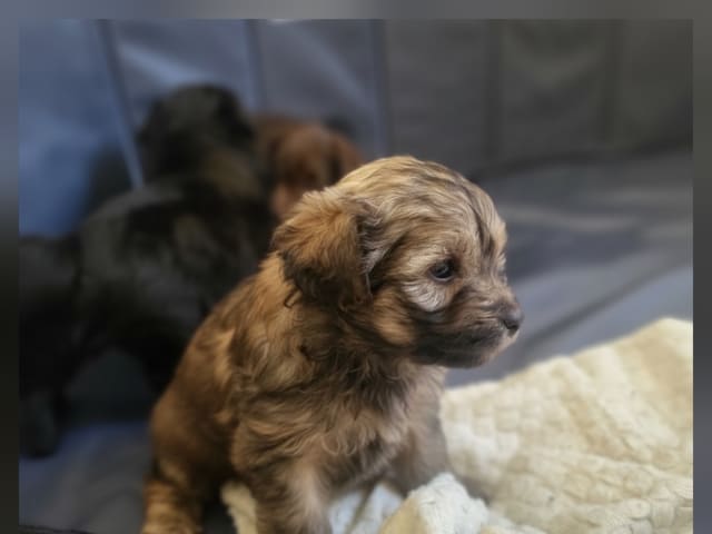 Maltipoo