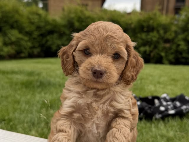 Cockerpoo