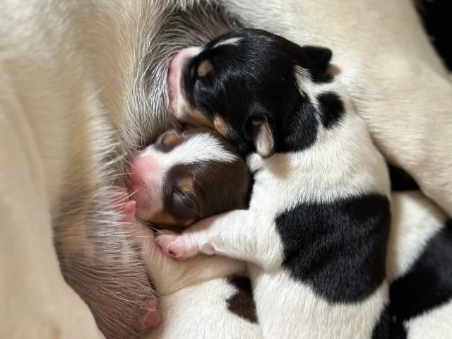 Danish Swedish Farmdog · Hemsedal · Kristin Lysne Larsen