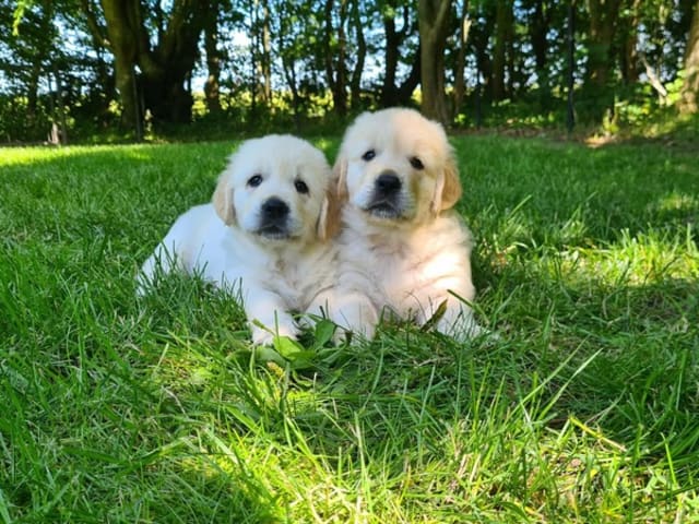 Golden Retriever