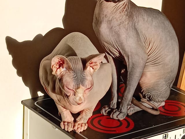 Sphynx