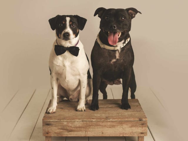 Dansk-svensk gårdshund/Staffordshire bullterrier · Lerdala · Kampavall