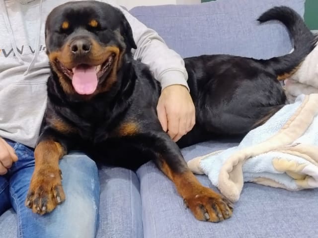 Rottweiler