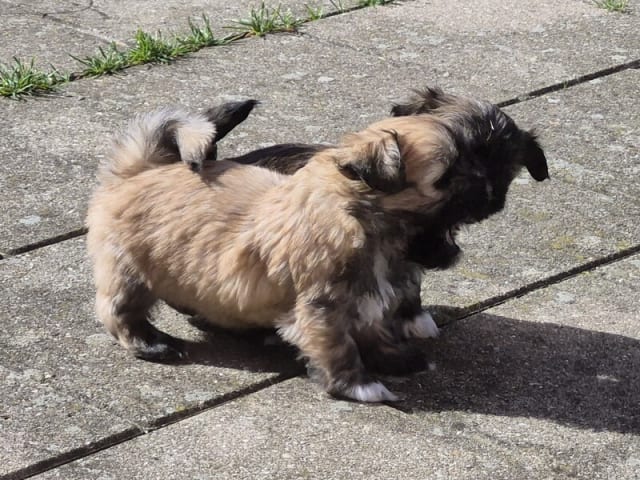 Lhasa apso