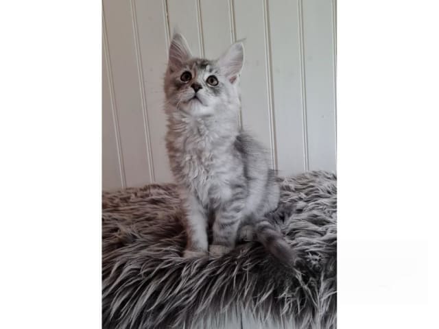 Maine Coon