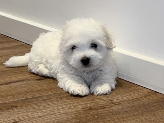 Coton de tulear · Aalborg · Kystvejens Coton og Xolo