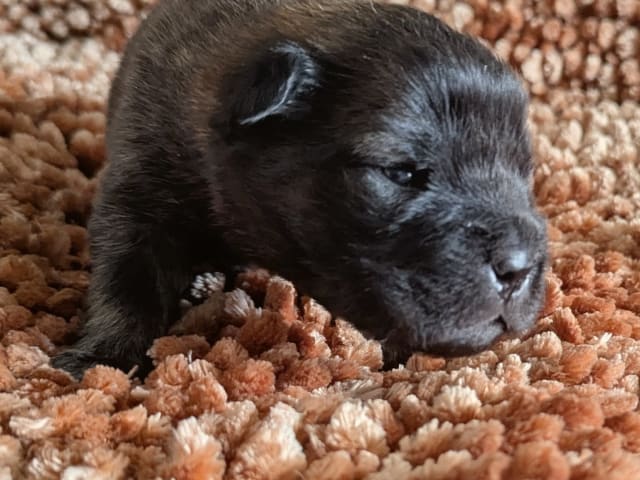 Shar Pei