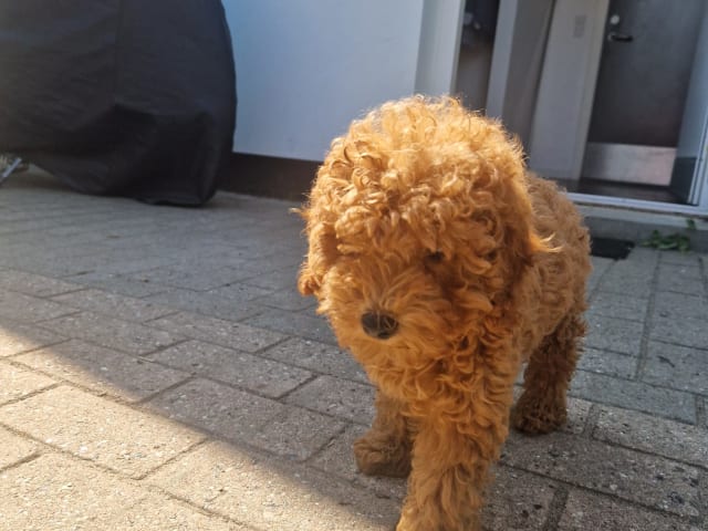 Pudel, toy · Uldum · Dream Puppy