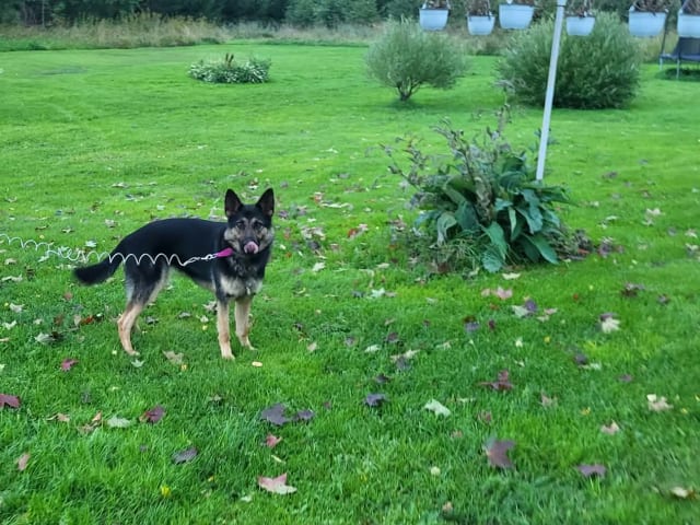 Schäferhund · Kramfors · Divatorpets