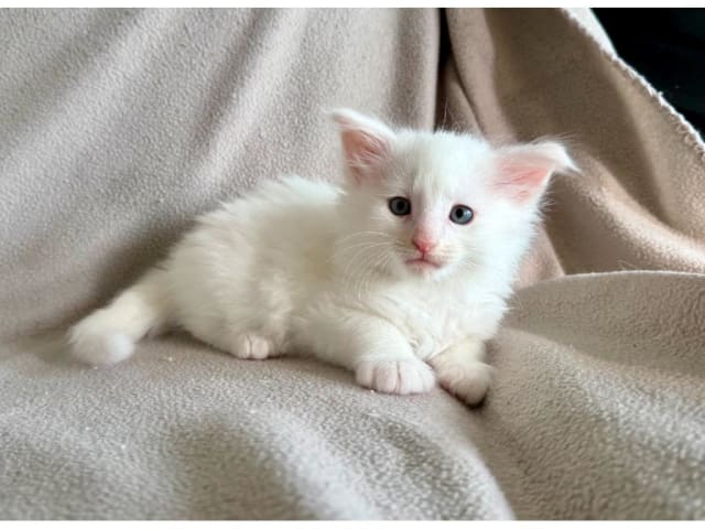 Norwegian Forest · Torslanda · S*Kronängens