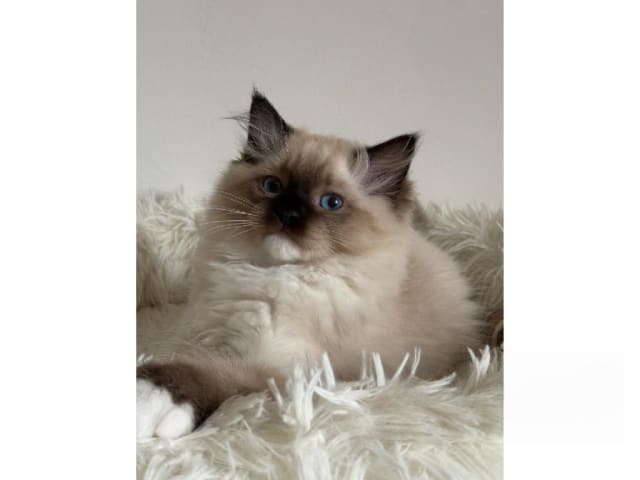 Ragdoll · Hörby · SE*Pillow Cats