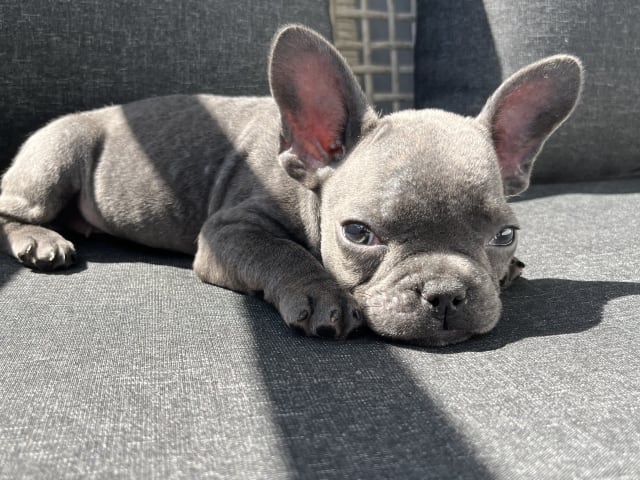 Fransk bulldogg · Norrköping · Emiras frallor