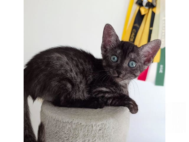 Egyptian Mau · Järfälla · SE*Mjako