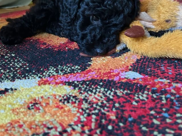 Cockerpoo · Kristinehamn · Marielle B.