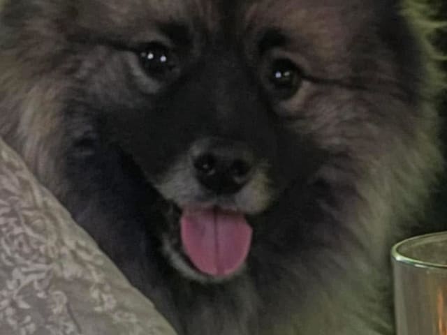 Keeshond