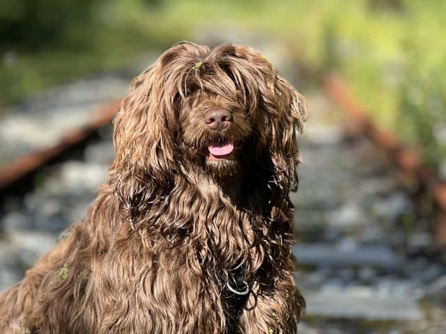 Portuguese Water Dog