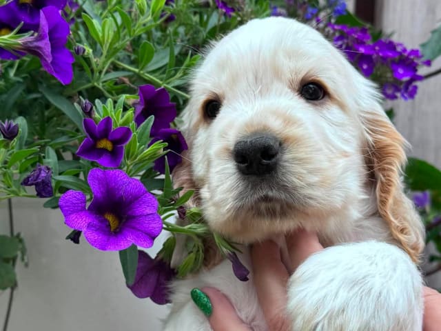 Cocker Spaniel