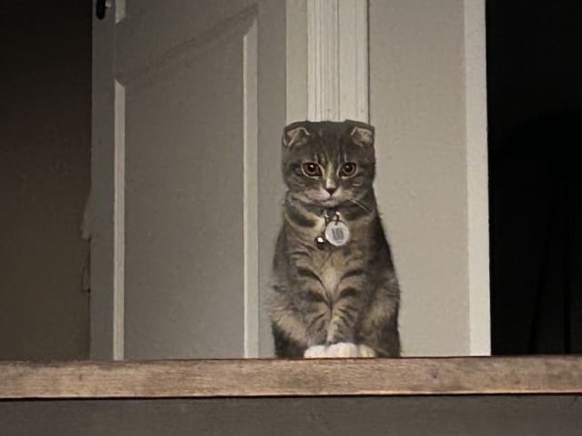 Scottish Fold