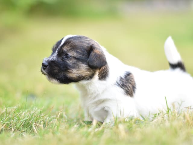 Jack Russell Terrier · Vaxholm · My Workingdogs