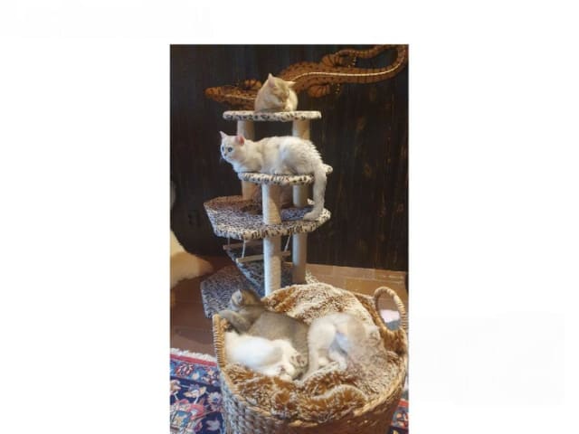 Brittiskt korthår · Löddeköpinge · SE*SnowflakeVelvet's