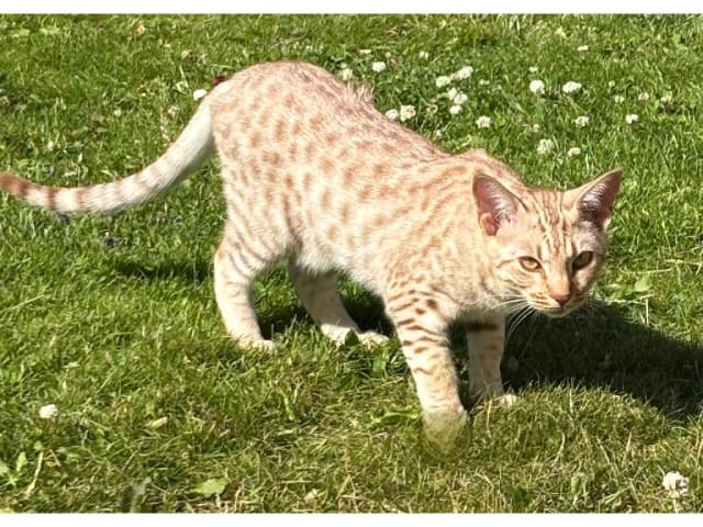 Ocicat · Kumla · SE*Hot Thundereans