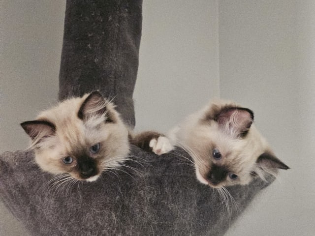 Ragdoll · Sollentuna · Viktoria J.