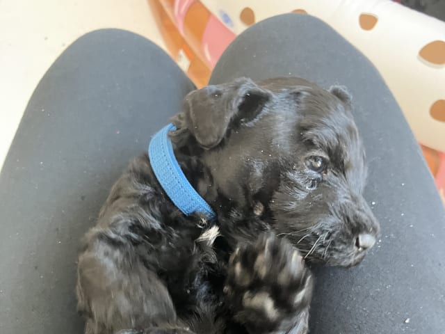 Kerry Blue Terrier