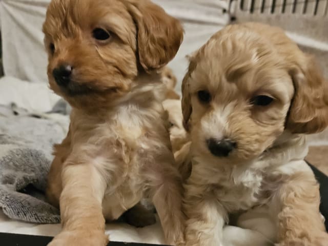 Maltipoo
