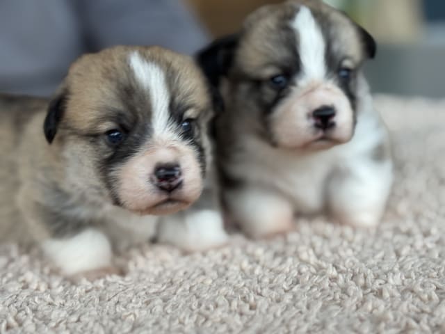 Welsh Corgi Pembroke