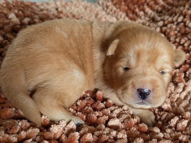 Shar Pei