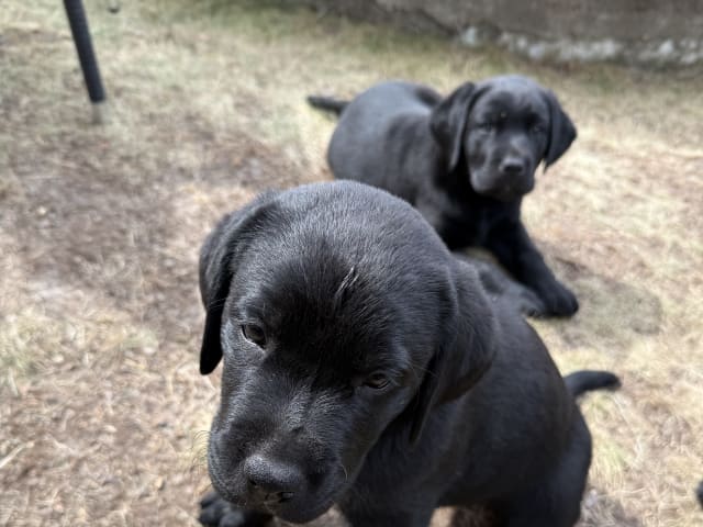 Labrador retriever · Huddinge · Tony J.