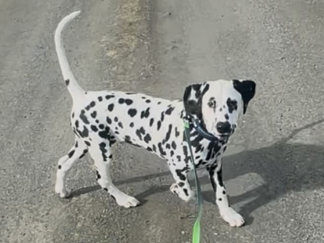 Dalmatian