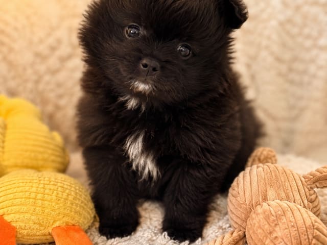 German Spitz – Kleinspitz