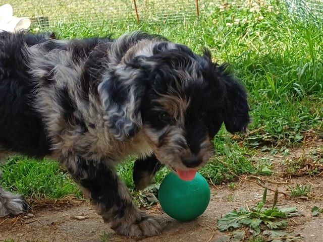 Aussiedoodle · Fredericia · Overgaards hvalpe