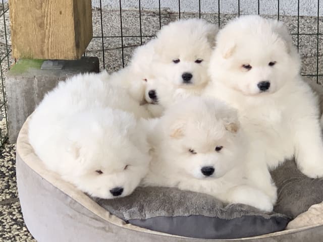 Samoyed