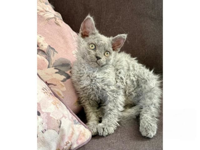 Selkirk Rex Longhair · Strängnäs · SE*Listorps