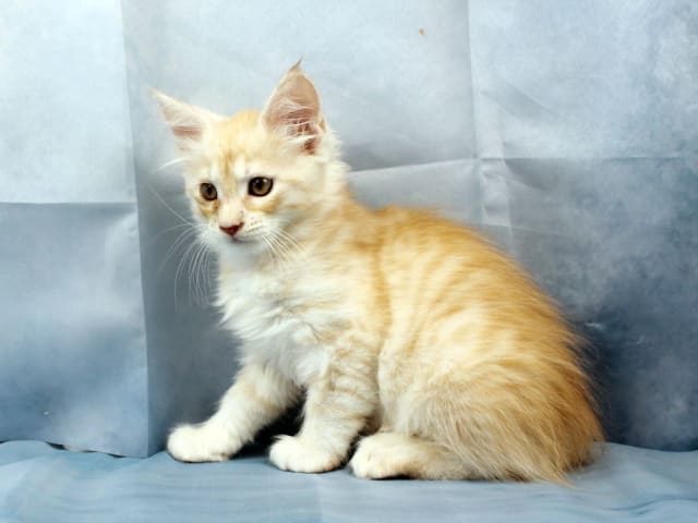 Maine Coon