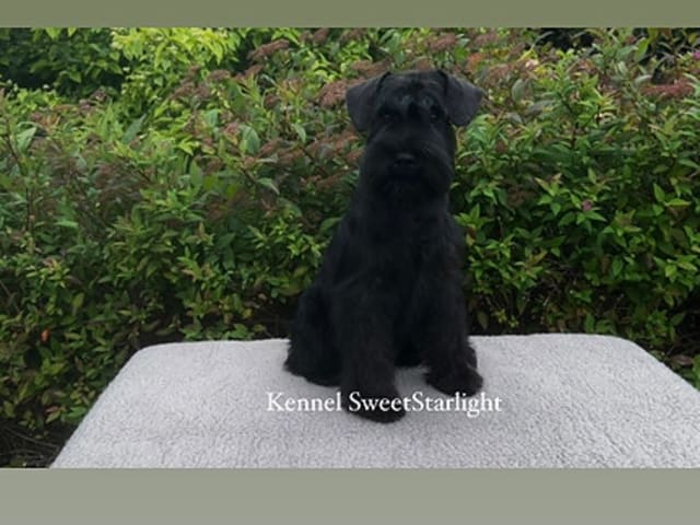 Dværgschnauzer