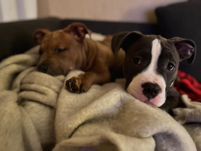 American bully