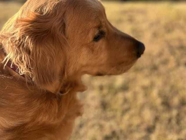 Golden retriever · Falun · Bou'dabor