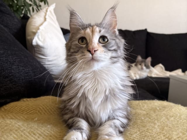 Maine Coon · Bjursås · Estelle W.