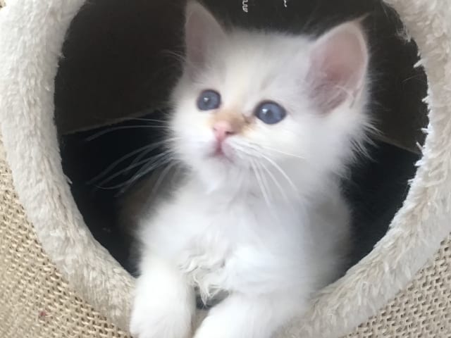 Birman